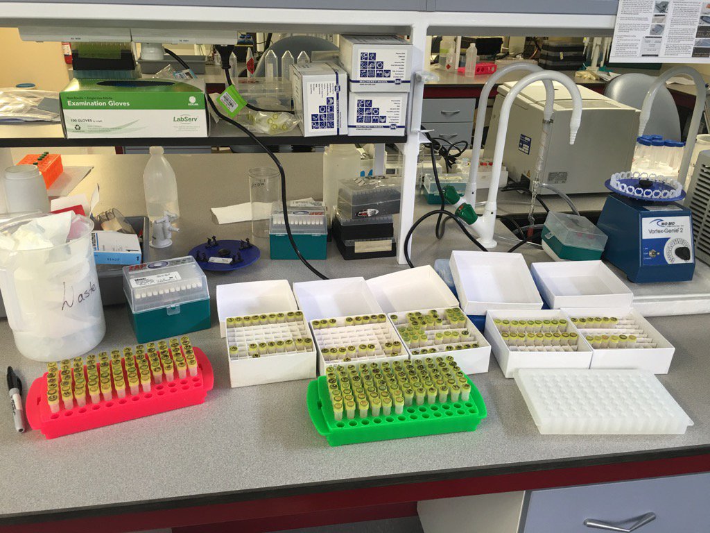 sciencewsteve's tweet photo. Organising samples for Dna extraction #masochism https://t.co/6XPNeL9J9F
