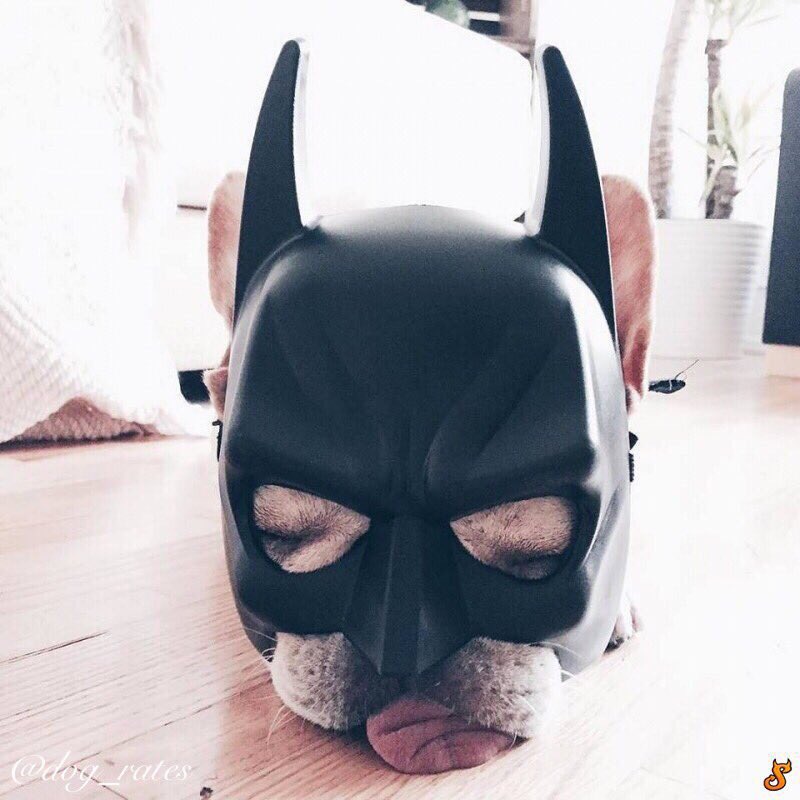 dog_rates's tweet photo. This is Batdog. He's sleeping now but when he wakes up he'll fight crime and such. Great tongue. 11/10 for Batdog https://t.co/Clg16EVy9O