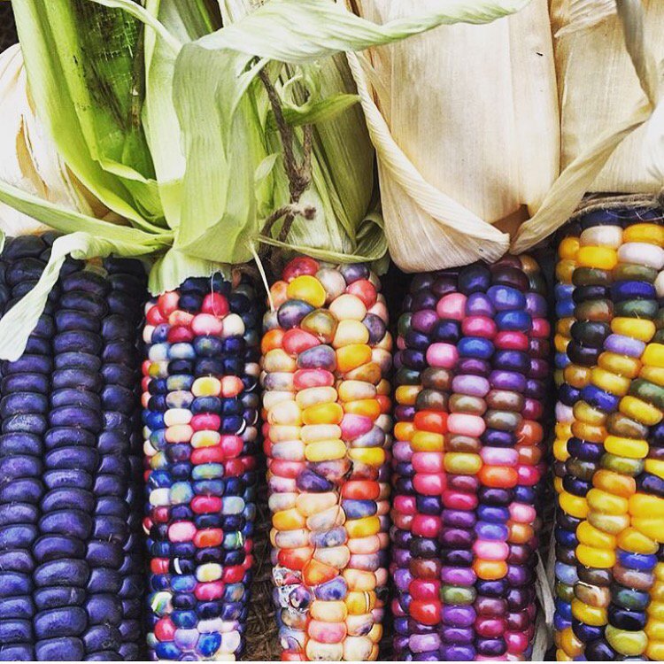 DrStevenLin's tweet photo. In the last century 75% of plant crop biodiversity has been lost due to industrialised farming #science #food https://t.co/vgsqbnTzB6