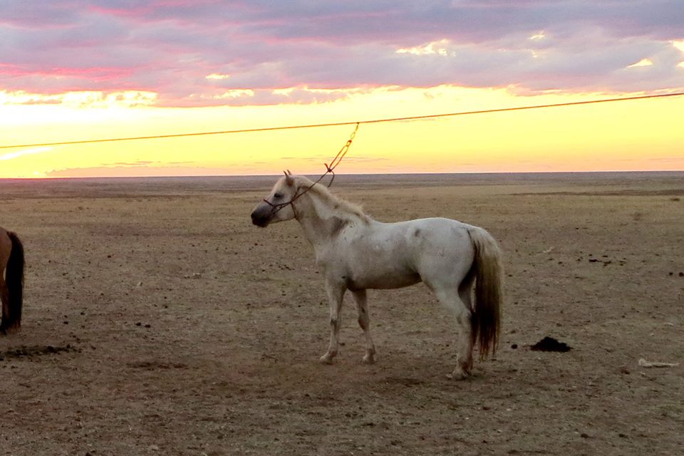 Малдар. Лошади породы адай. Алаша конь. Логотип жылқы. Коневодство в казахстане.