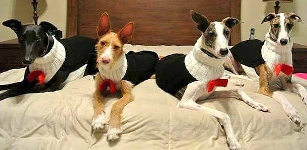 Woman Spends Over 4,000 Hours Knitting Sweaters for Abandoned Dogs puls.ly/6CCHgg