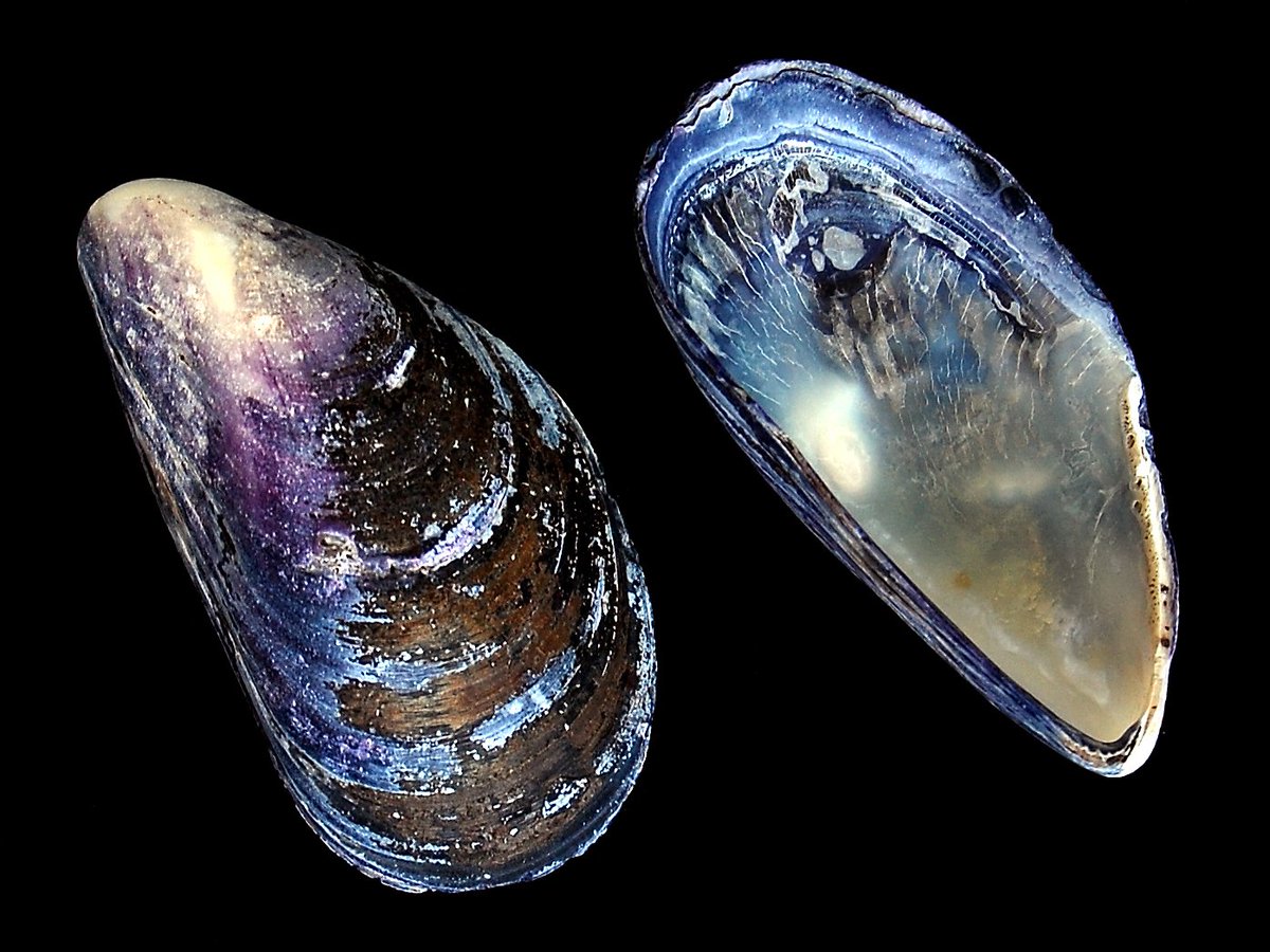 SeaCreatureFoW's tweet photo. #Plastics & #Mussels & #SCFoW, oh my! This week's newsletter (https://t.co/toFxp5q3lz) inspired by @LivePorpoiseful https://t.co/s1WAjM5n2L