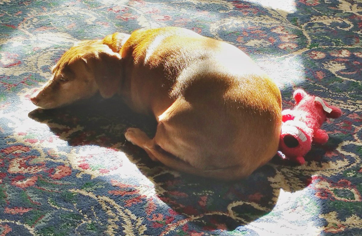 SweetRubyDoxie's tweet image. 