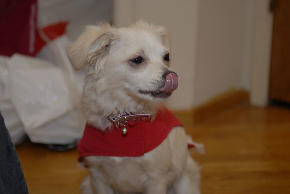 Pawfix tweet picture