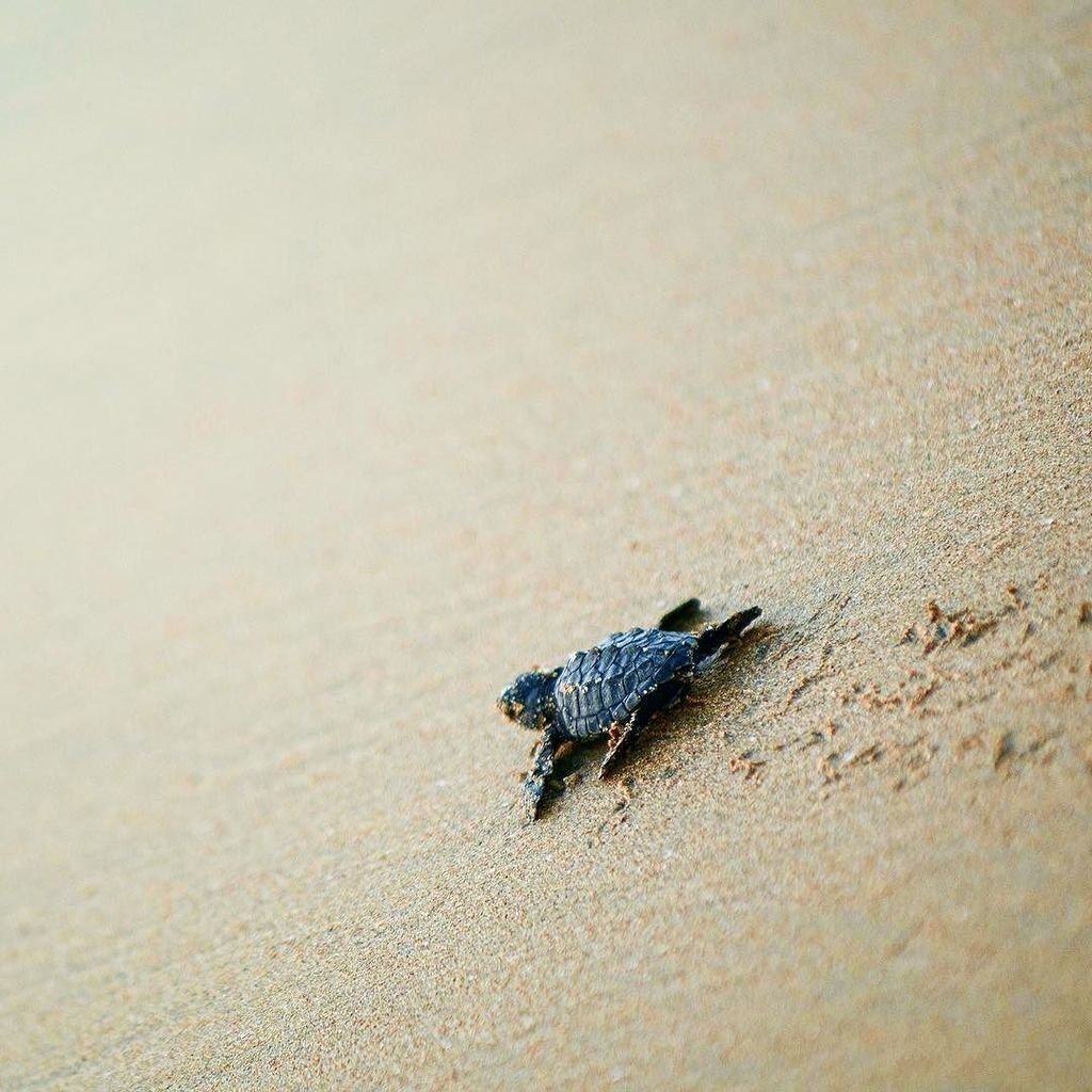 Turtle Protection Program 🐢 @pueblobonito 💚 #turtlerelease #turtleprotection #pueblobonito #loscabos #cabo #mexico …