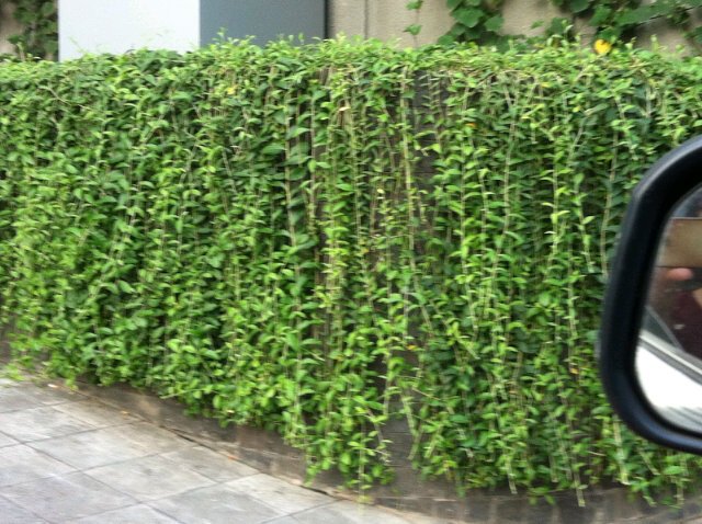 Pinggiran senayan keknya ada, bah. "<a href="/jayaroxx/">Jaya roxx</a>: Manteman, beli tanaman buat pagar rumah yg kek gini dimana yaah? "