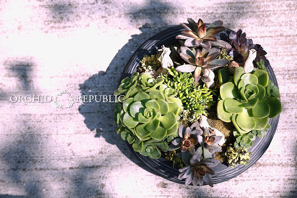 Succulent World buff.ly/1IC1RPv buff.ly/1IC1PHy #succulentforsale #orchidrepublic #tfb #flowersale