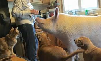 [ Animal News ] tweet media