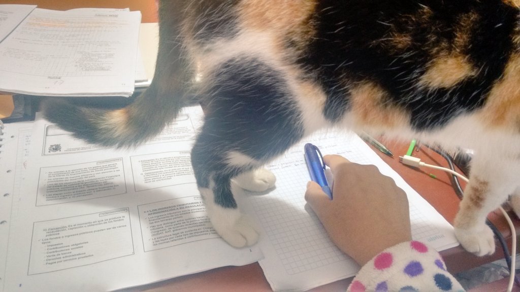jacquelinechms's tweet photo. a alguien no le importa que mañana tengo dos finales y una exposición. #finalesconfe #sísepuede #déjameestudiar ❤😊📚📖 https://t.co/uwJToO2Fqt