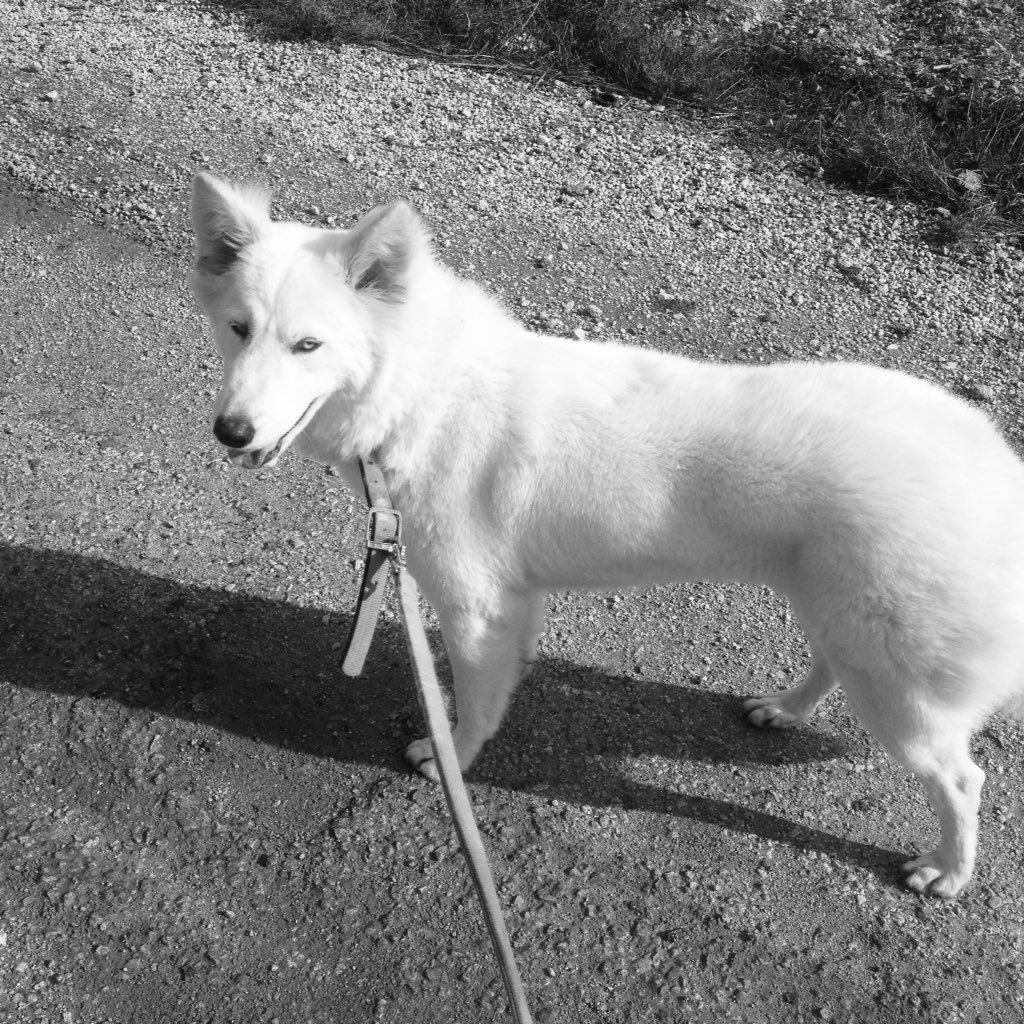 Sanadmegdadi11's tweet photo. Morning walk ! With #vanella Good morning ❤️🐶✌🏼️ #morningOfHope صباح الخير #صباح_الخير #Jo #Husk https://t.co/KPmrINMi3R