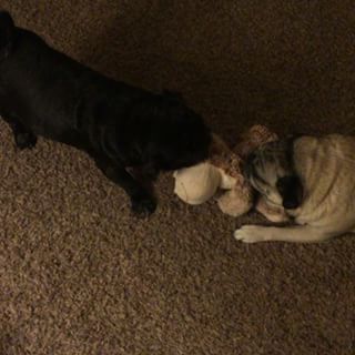 Joy_PhotoCam's tweet image. Hahaha love love my pugs💗💗🐶🐶😂😂 #pudgy #yodee #pugs #pug #pugsofinstagram #puglife #puglove findelight.net/puggie_detail.…