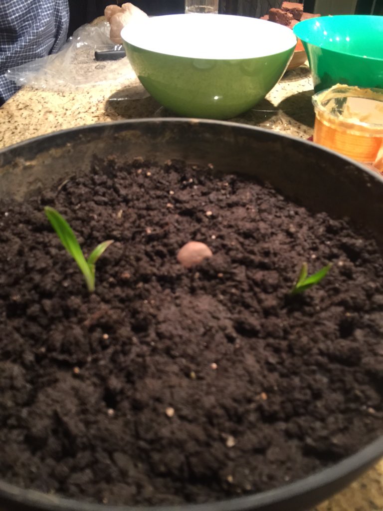 orcadorka's tweet photo. I planted this garlic three days ago and it's growing so fast WOW https://t.co/JUuYh5rXOF