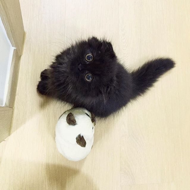 4thJulyFriday's tweet photo. ช่วงนี้หลงแมวตัวนี้มาก ตาแป๊วมากเลยยย #babygimo น่าร้ากกกกก #cat #catlover #แมว #ทาสแมว >.< https://t.co/iUT4E8guej