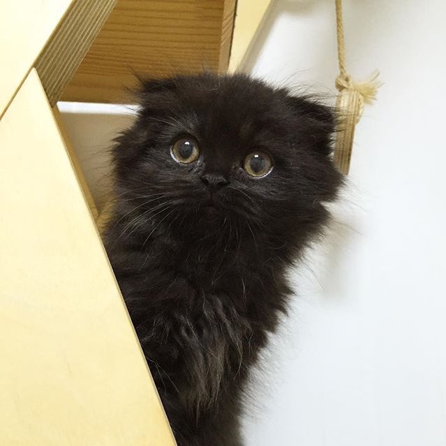 4thJulyFriday's tweet photo. ช่วงนี้หลงแมวตัวนี้มาก ตาแป๊วมากเลยยย #babygimo น่าร้ากกกกก #cat #catlover #แมว #ทาสแมว >.< https://t.co/iUT4E8guej