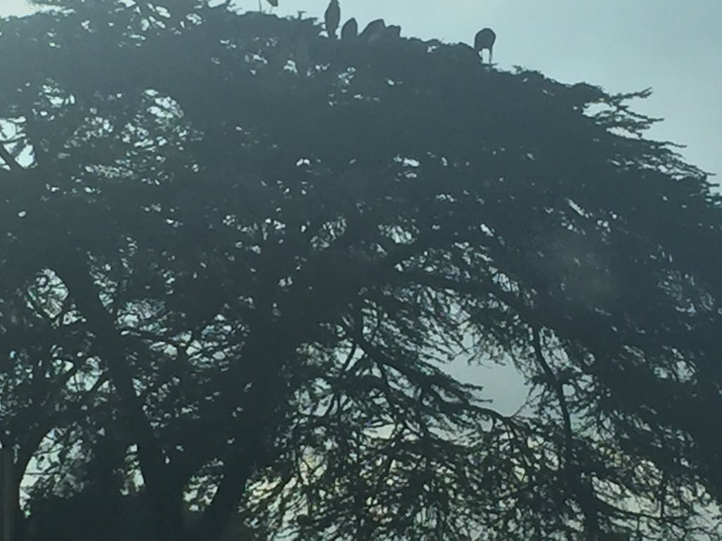 Doing business in Kenya # always a treat! Marabou storks in a Fever tree on the side of the road in Nairobi traffic