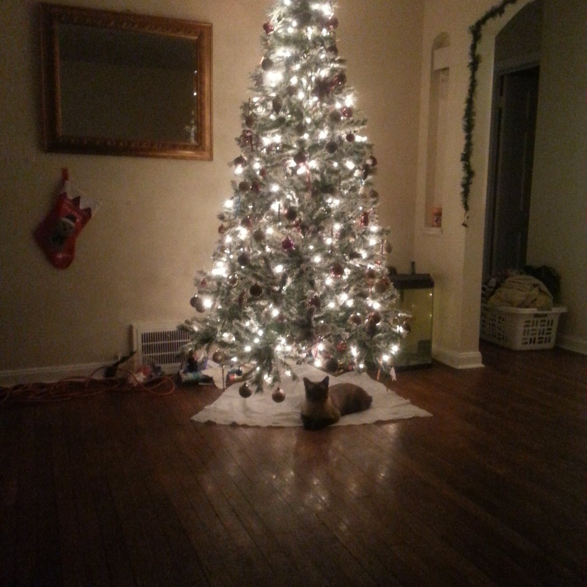 catbathinfo's tweet photo. Hey tom what you doing down there 🎁🎀🎄🎄🎄🎄🎄🎄🐱 https://t.co/uHfZHGkqHy