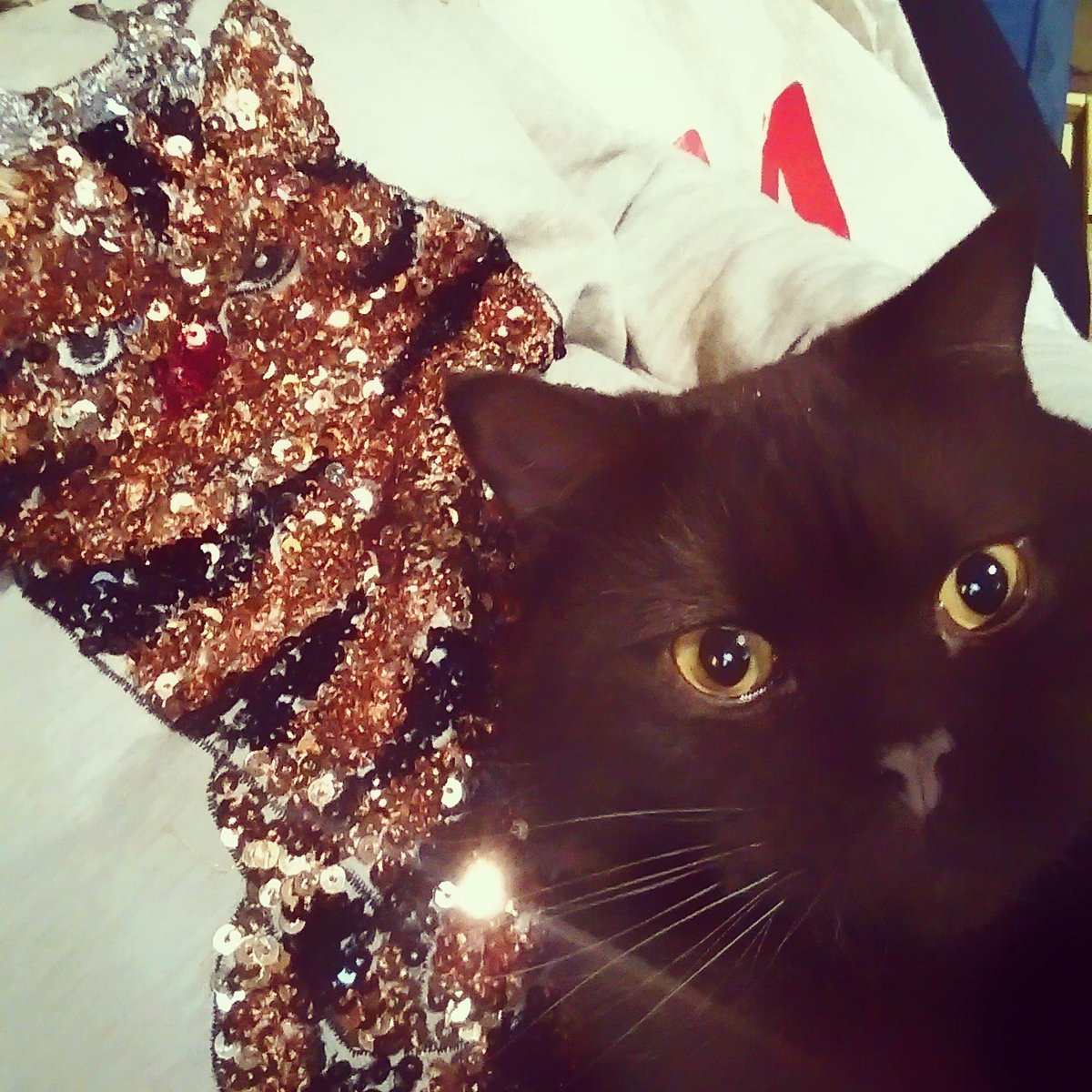 WeSparkDesign's tweet photo. Our designer Billie found the perfect Christmas jumper yesterday. #GettingFestive #Cats https://t.co/n947fScP8l