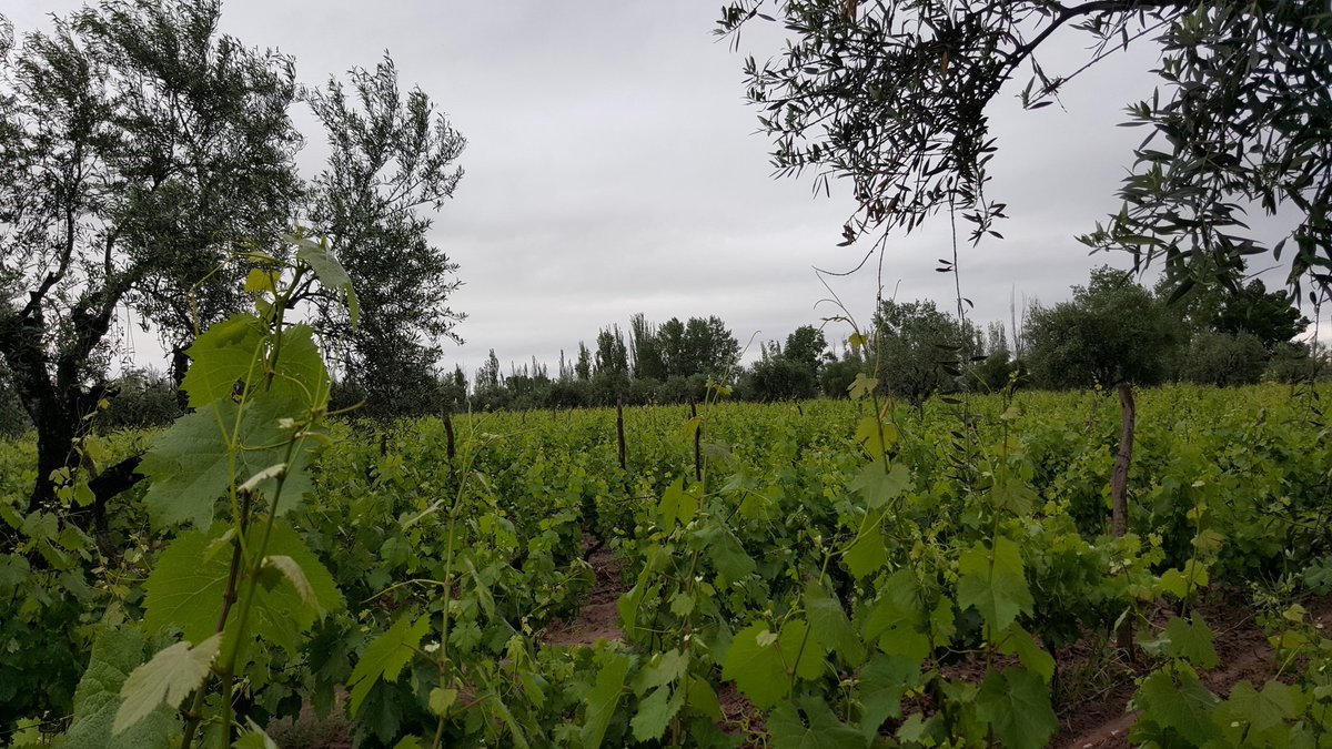 EntreveroW's tweet image. Luego de la lluvia arrancamos controlando cuaje en #Malbec #Lunlunta #EntreveroGreenBlend