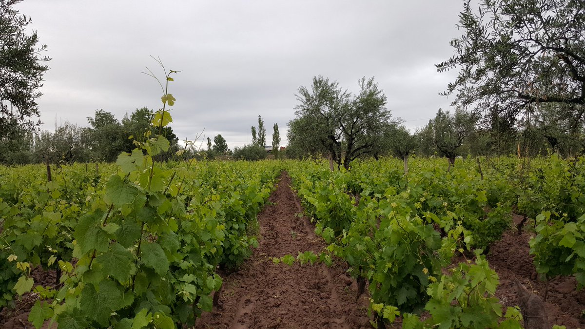 EntreveroW's tweet image. Luego de la lluvia arrancamos controlando cuaje en #Malbec #Lunlunta #EntreveroGreenBlend