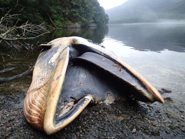 Independent's tweet photo. 337 whales wash up on Chilean coast https://t.co/utxouoif63 https://t.co/hzzwZ7x3JR