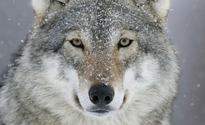 [ Animal News ] tweet media