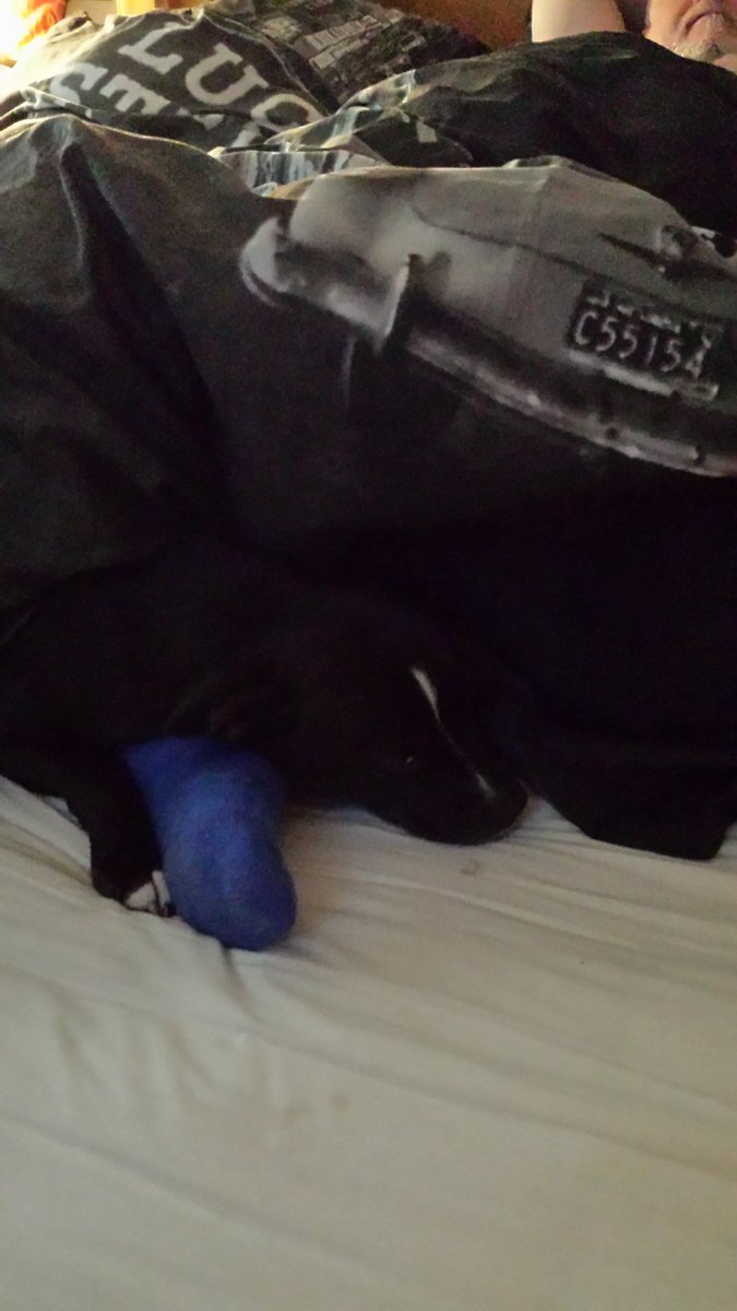 Frazzle_Pop's tweet photo. @Brindle_Pig @PupLuna @Staffie_Lovers @staffydefence your going nowhere today dad I'm making sure of that!! https://t.co/k9AeZqQFeI