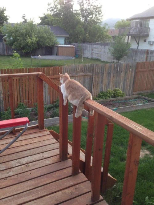 キュイキュイキキーン♪リアル【モノレールねこ】が激カワすぎ♡