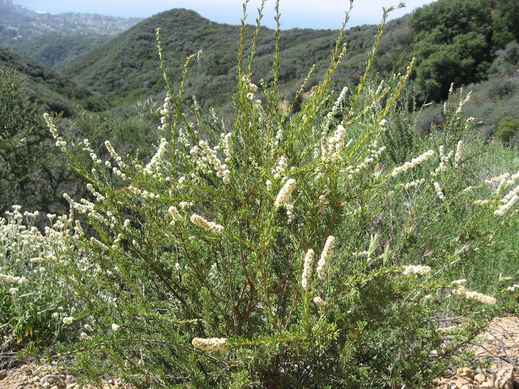 PinnaclesNPS tweet media