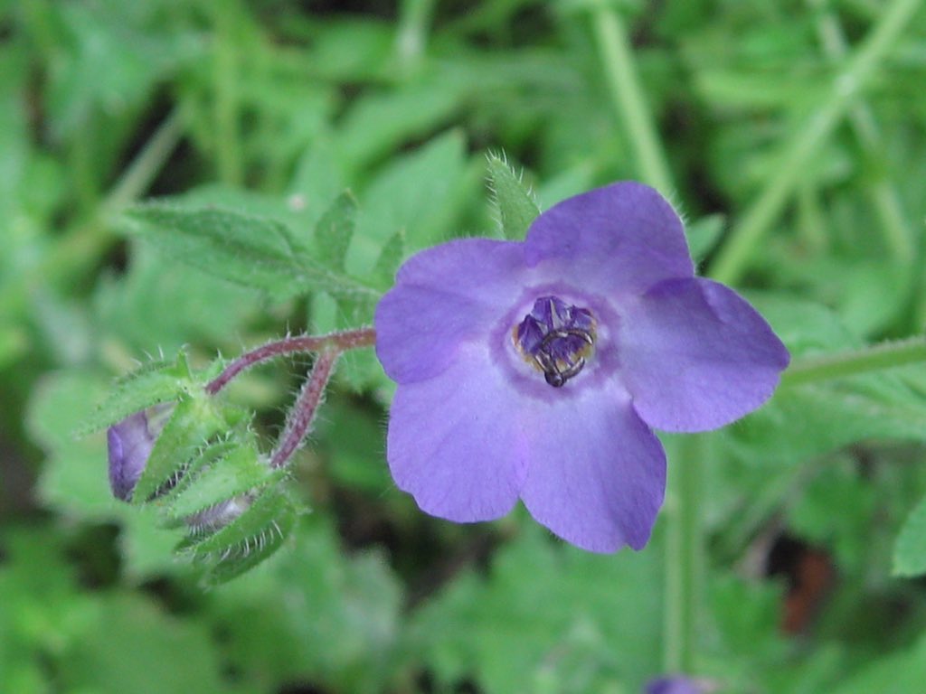 PinnaclesNPS tweet media