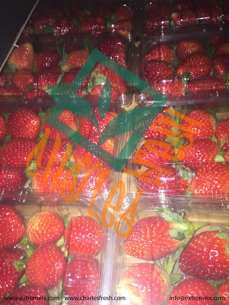 Extremeix's tweet image. Egyptian #Strawberries
Varieties: Festival - Fortuna 
Packing: 2.5Kg CNT (10 Punnets * 250g)
Availability: Dec. - Ap