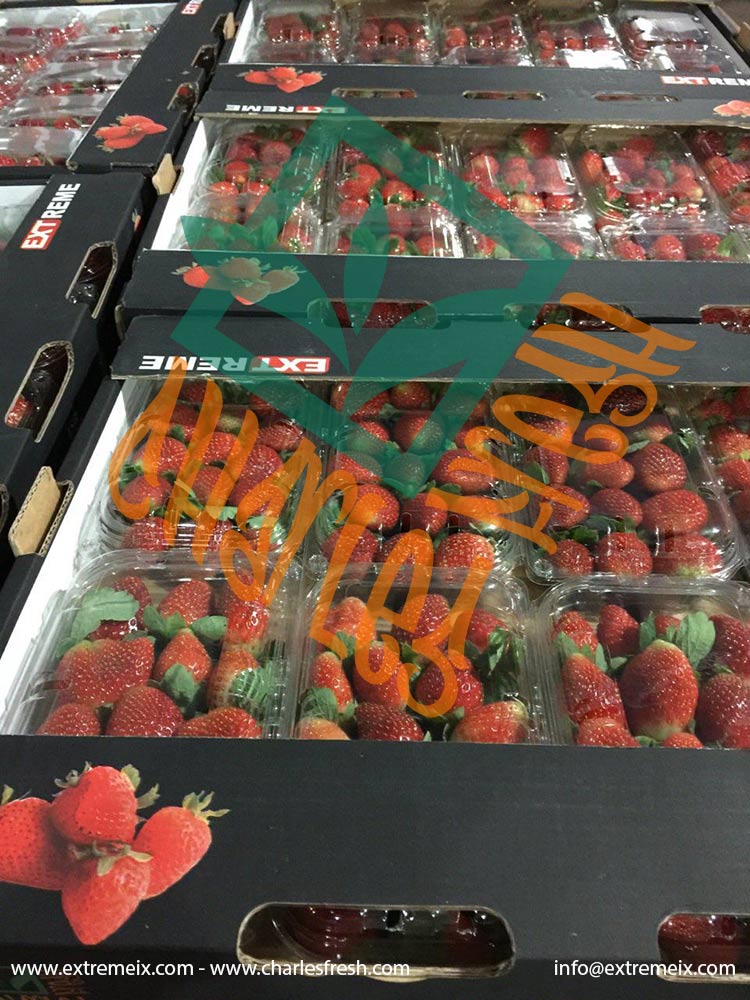 Extremeix's tweet image. Egyptian #Strawberries
Varieties: Festival - Fortuna 
Packing: 2.5Kg CNT (10 Punnets * 250g)
Availability: Dec. - Ap