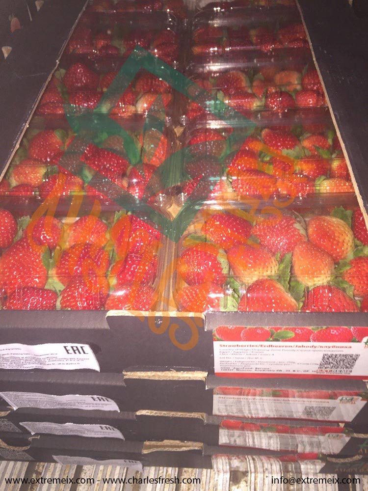 Extremeix's tweet image. Egyptian #Strawberries
Varieties: Festival - Fortuna 
Packing: 2.5Kg CNT (10 Punnets * 250g)
Availability: Dec. - Ap