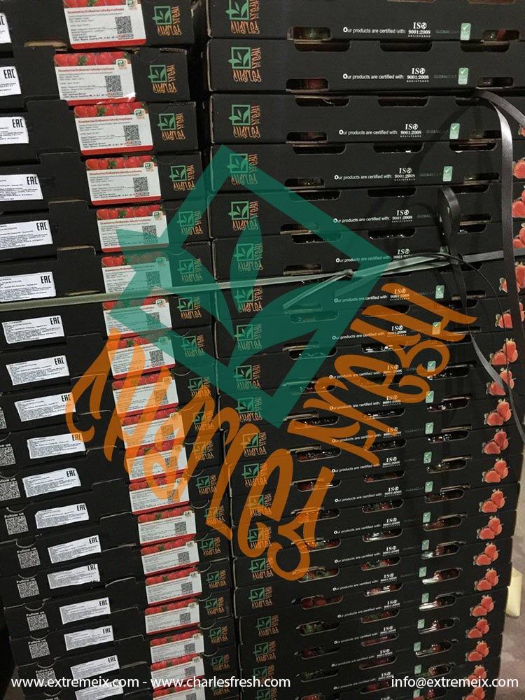 Extremeix's tweet image. Egyptian #Strawberries
Varieties: Festival - Fortuna 
Packing: 2.5Kg CNT (10 Punnets * 250g)
Availability: Dec. - Ap