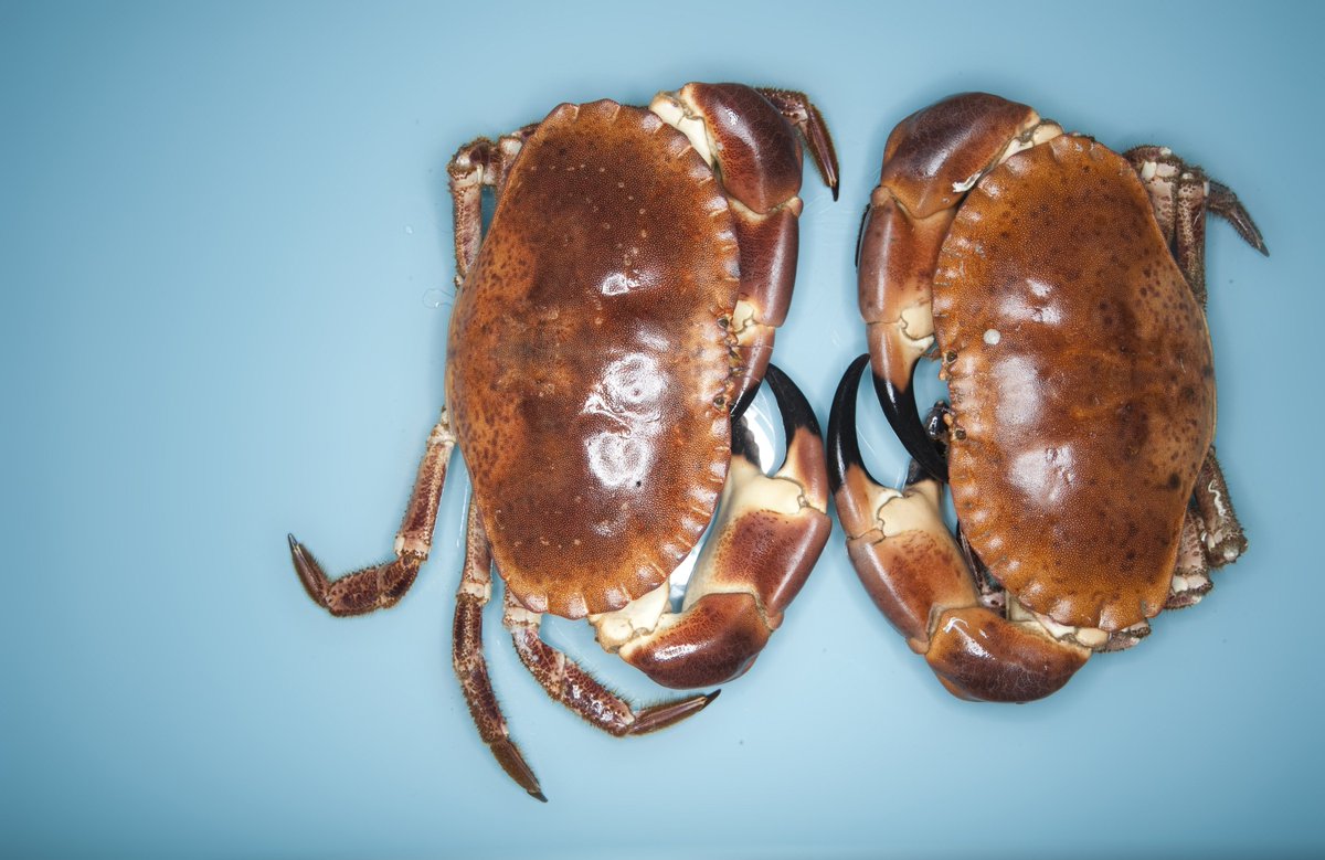 Claws for thought: Read about why crab is #sustainable in my feature <a href="/coastmag/">Coast Magazine UK</a> in the new January issue w <a href="/FavisLtd/">Favis of Salcombe Lt</a>