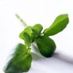 Great new Instagram feed from <a href="/TheWatercressCo/">The Watercress Co</a> expect great foodie images &amp; ideas instagram.com/thewatercressco