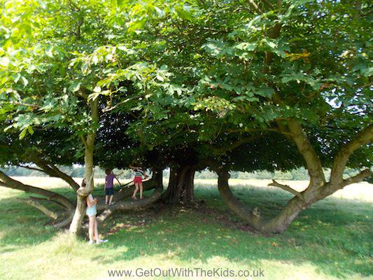 GetOutKids's tweet photo. #Trees are living treasures essential to life #nationaltreeweek Do you have a favourite tree you like to explore? https://t.co/udmeU1DkaG