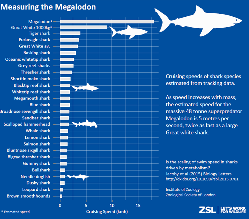 OfficialZSL's tweet photo. Giant prehistoric #shark swum twice as fast as a great white @ZSLScience calculates https://t.co/HvspUMs2Df https://t.co/ynxxygzEVU