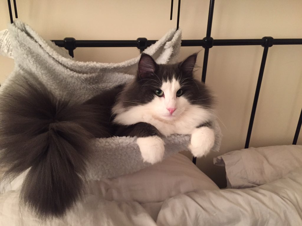 lokinorman's tweet photo. My tail shake , brings all the cats to the yard , and my tail is better than yours , #tailshake #loki https://t.co/Ofv7qhBixT
