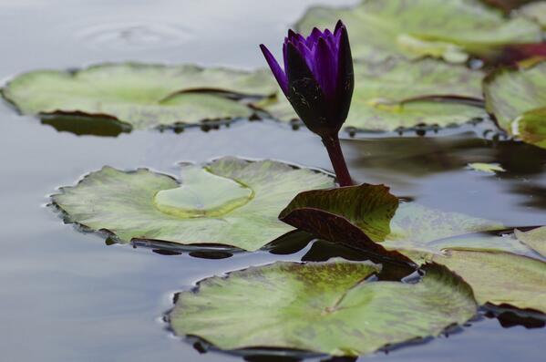 Ana Dreads tweet media