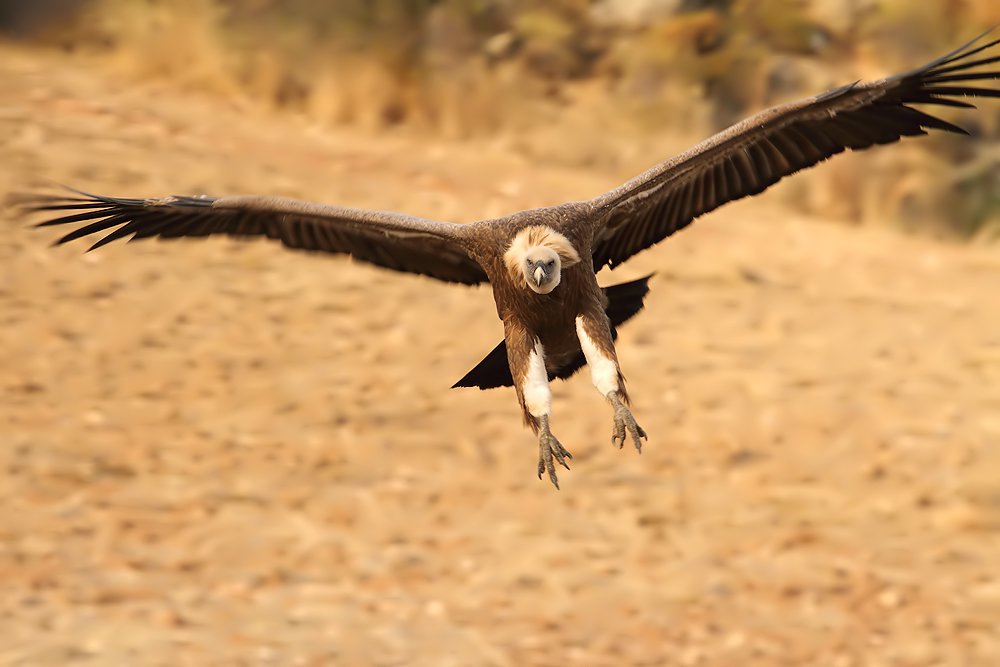 TRBirdhides's tweet photo. @iChatSocial How are you? Would you like to live this Bird Watching experience? https://t.co/xrWQdHtjKP https://t.co/aJe1j5ruXa