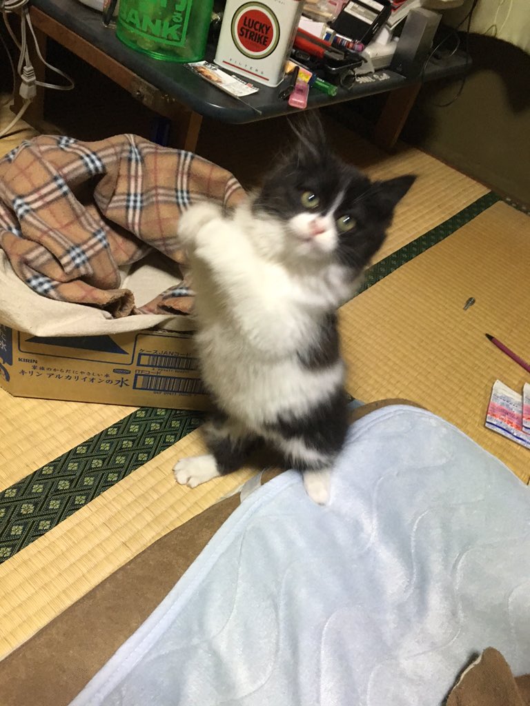 matsutakechan's tweet photo. ネコの癒しはハンパない＼(^o^)／ https://t.co/AHPjQL9MiH