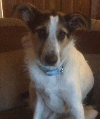 HelpingDogPaws's tweet photo. 1 year old Collie Cross looking for his new home with @HelpingDogPaws visit https://t.co/f3w7aiX5mE for more info https://t.co/9I0gYNKYyM