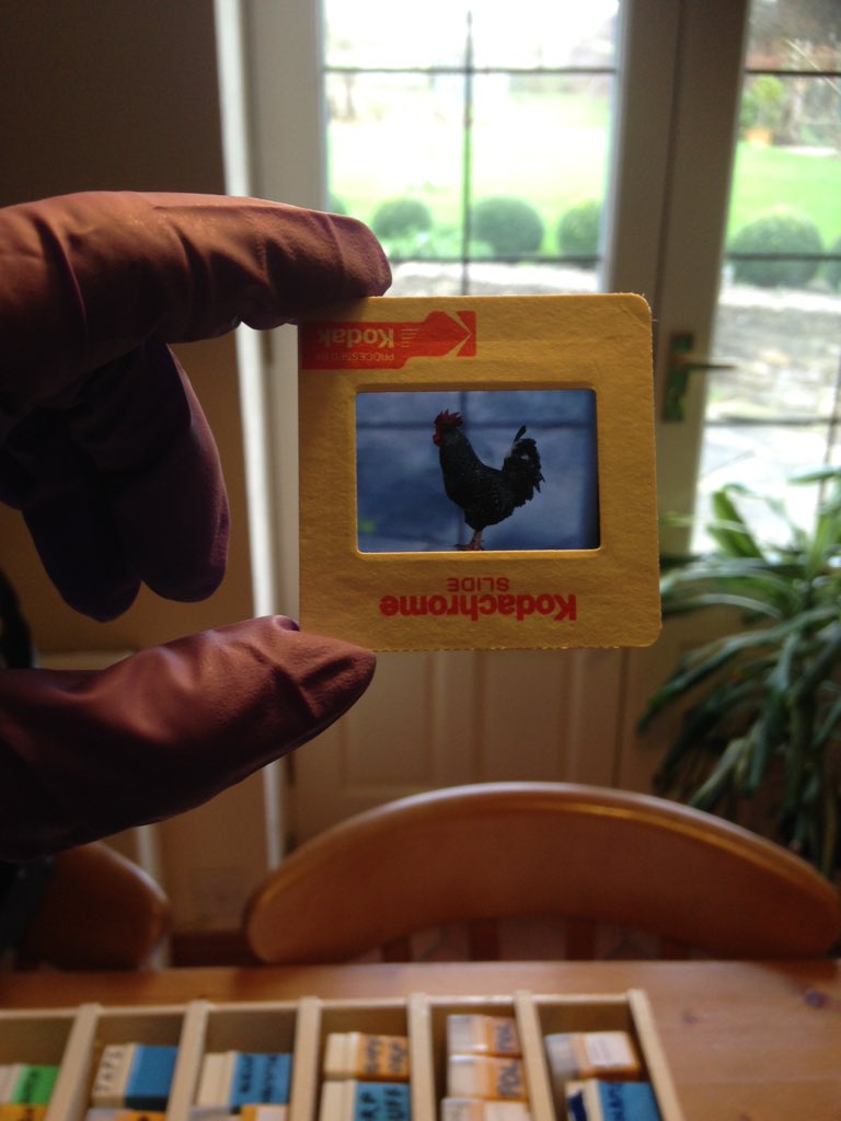 UniRdg_ArtCol's tweet photo. sorted by breed, these slides give a thorough account of European poultry. @UniRdg_SpecColl @MERLReading https://t.co/mF8Jz6VEEg