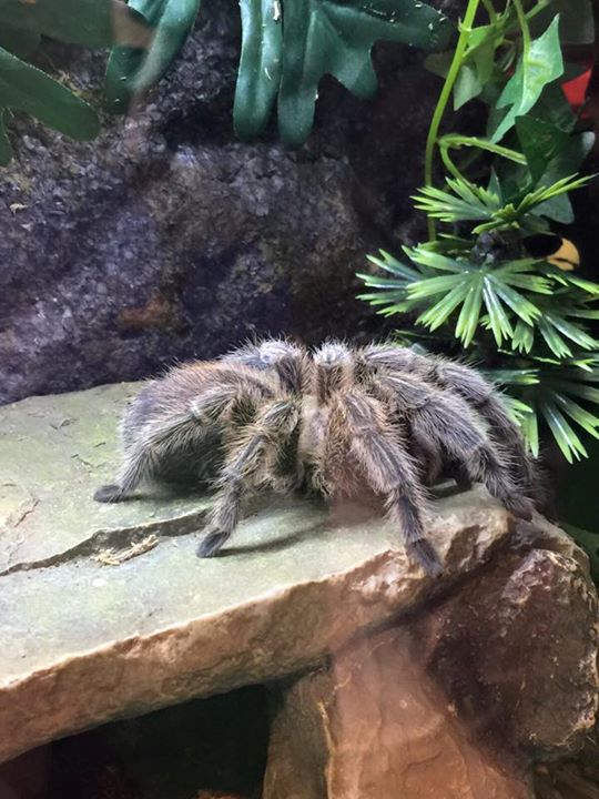 nationalpetshow's tweet photo. The #NPS2015 was filled with the weird and wonderful! #TBT #ThrowbackThursday https://t.co/79ueWEDD7s