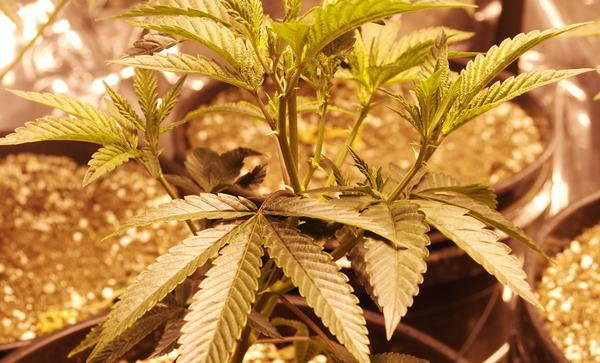 Inside Cannabis tweet media
