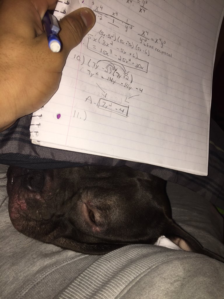 Dom_justliving's tweet image. Herc. Wouldn't leave me Alone while I was doing some HW #OwnerProblems #StillSmart 📚