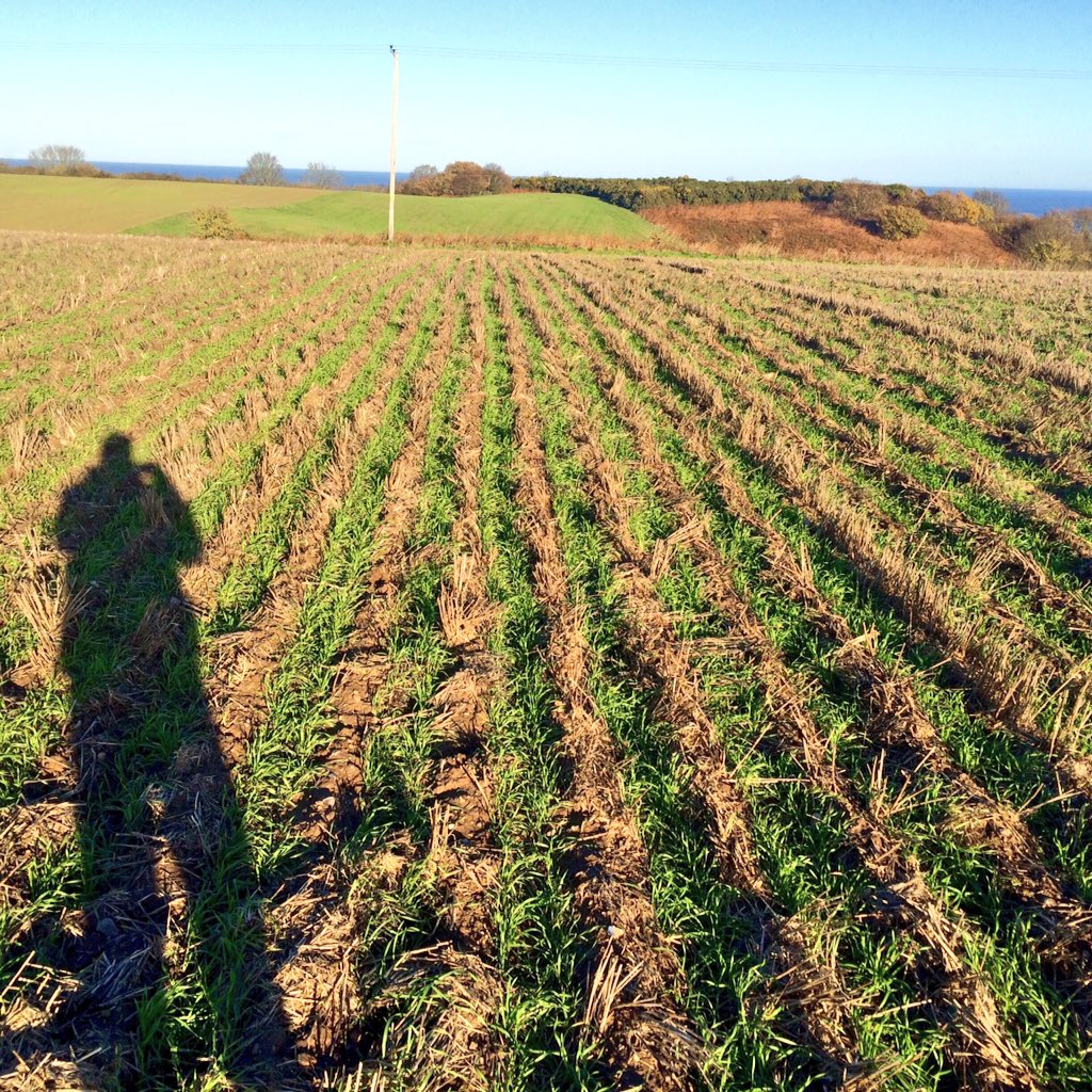 CropEst_WillW's tweet image. In North Norfolk on this beautiful morning looking at some @MzuriLtd drilled triticale. #striptil