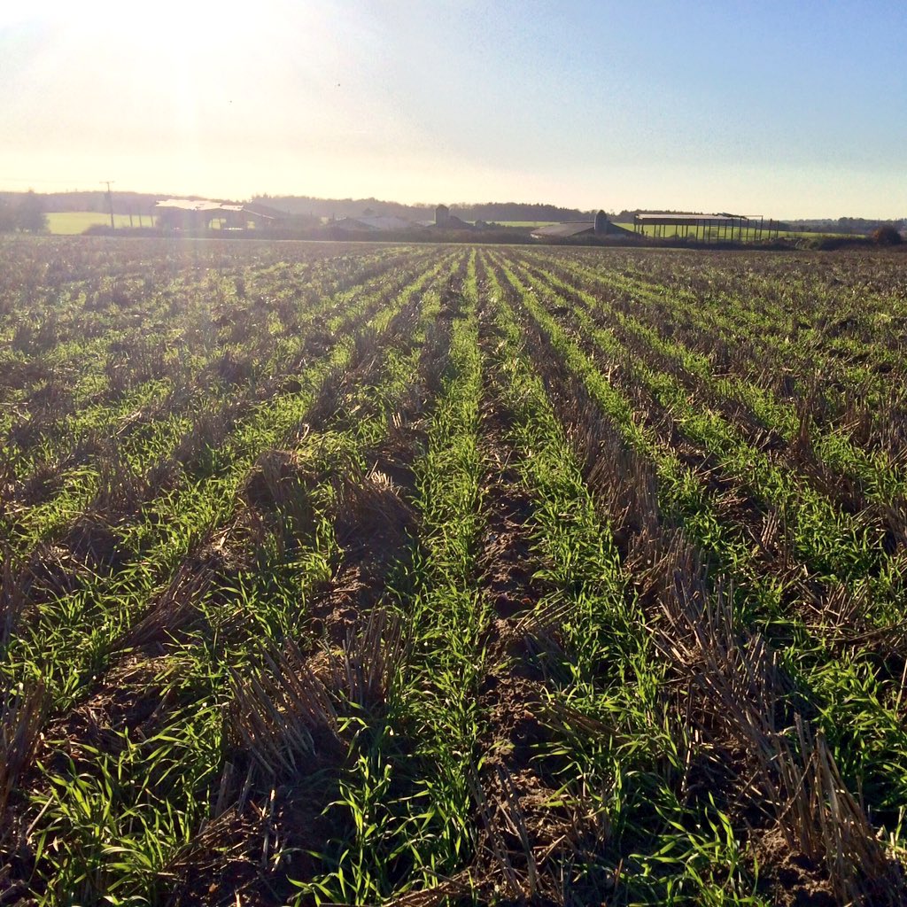 CropEst_WillW's tweet image. In North Norfolk on this beautiful morning looking at some @MzuriLtd drilled triticale. #striptil