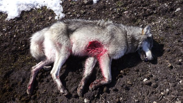_AnimalAdvocate's tweet photo. ABSOLUTE DISGRACE
More than 11,000 #Norwegians line up to shoot 16 #wolves!

https://t.co/HnYs9y5H3y

@peteswildlife https://t.co/hfdO0JN6Jz