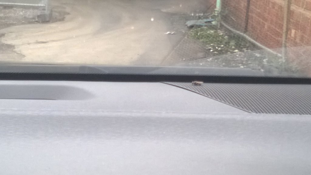 benironarm's tweet photo. It's still refusing to bugger off and get out my car!! #breakingbadfly ! https://t.co/zweCSzyVEX
